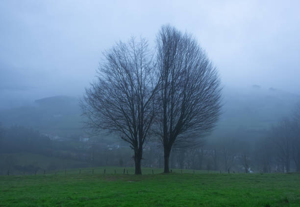 Trees and meadows with rain in the Araitz valley, Navarra, Spain