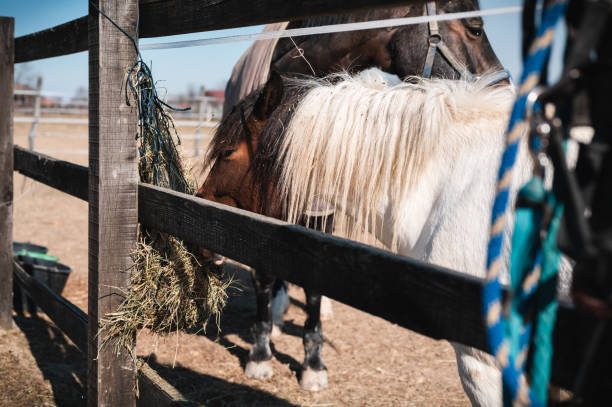 istock Two horses eating hay from a slow feeder outdoors 1385975112