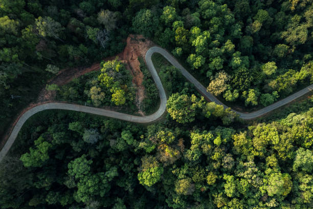 istock high angle tropical forest and road into the forest 1385975125