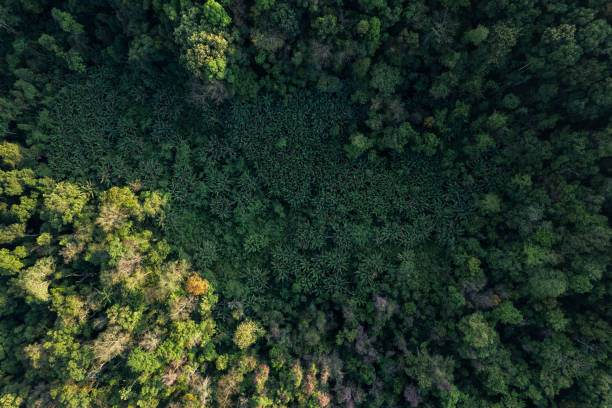 istock high angle tropical forest and road into the forest 1385975145