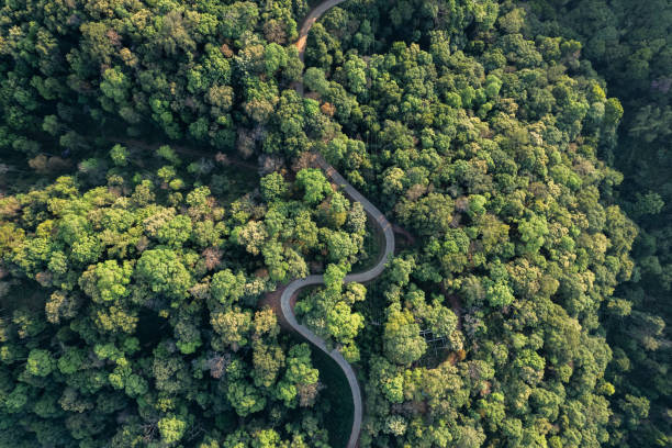istock high angle tropical forest and road into the forest 1385975155