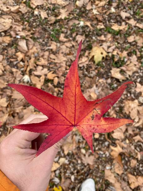 istock A display of a red leaf on a cold autumn day 1385975266