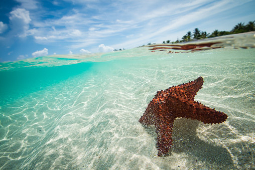 A starfish rolls gently in the shallow, clear waters of the Caribbean.