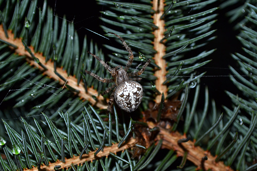 Spider in apoutine on christmas tree