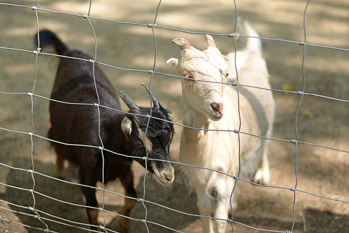 Black and white little goat behind bars