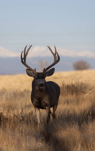 istock Mule Deer Buck in Autumn in Colorado 1385979175