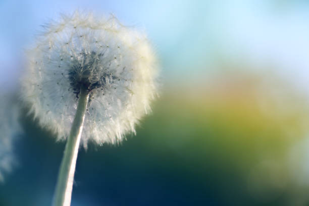 istock Springtime, macro photography of dandelion blossoms 1385979334