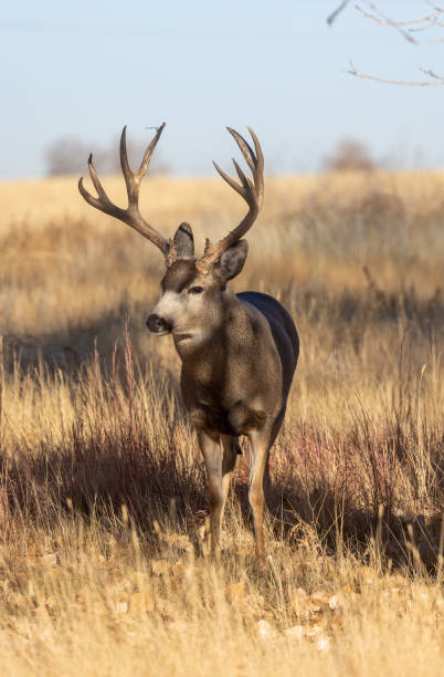 istock Mule Deer Buck in Autumn in Colorado 1385980484