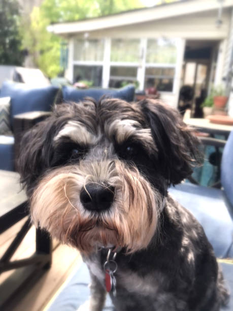 istock Cute black and white Schnauzer dog looking at camera 1385980488