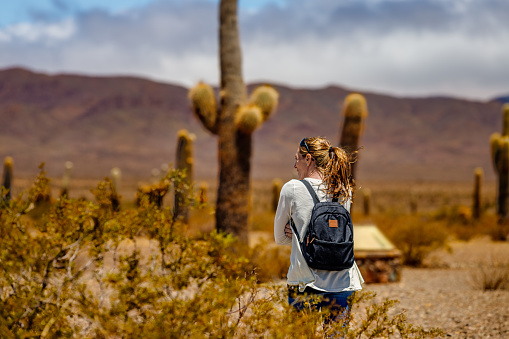 Tourist woman walks among cacti in Los Cardones National Park in Salta, Argentina