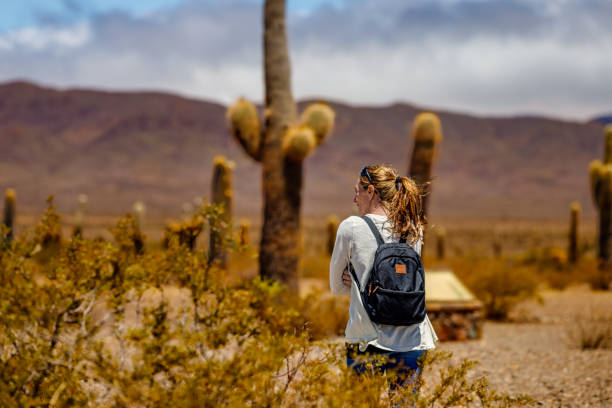 Tourist woman walks among cacti in Los Cardones National Park in Salta, Argentina stock photo