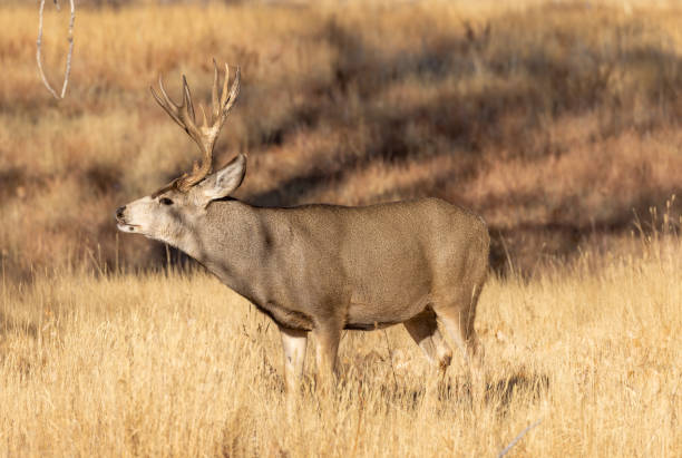 istock Mule Deer Buck in Autumn in Colorado 1385980989