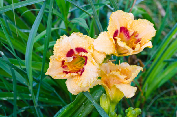 istock Beige and red daylily 1385981169
