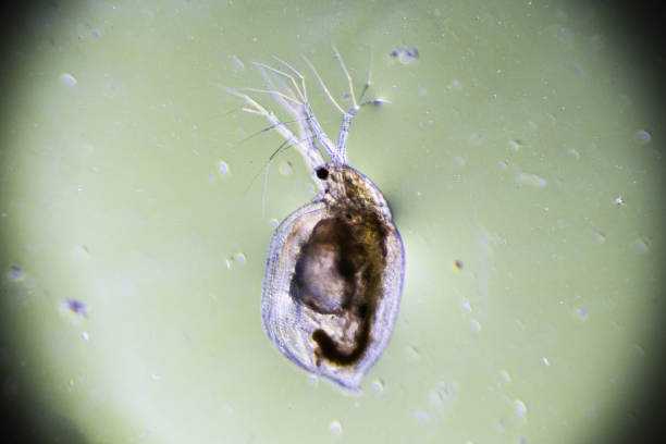 istock Zooplankton Water Flea Daphnia, microscopic image of crustacea 1385981787