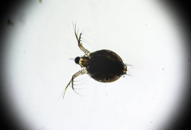 istock Zooplankton Water Flea Daphnia, microscopic image of crustacea 1385981810