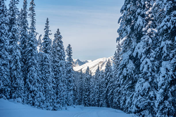 floresta de inverno no parque banff - ski track - fotografias e filmes do acervo