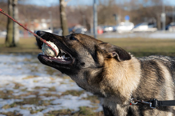 istock A young happy German Shepherd plays tug with a ball. Sable coloured working line breed 1385982233