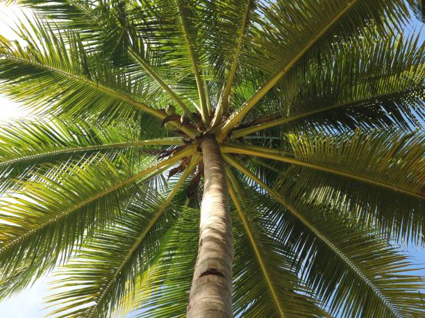 istock Photo of coconut tree with fruit 1385982489