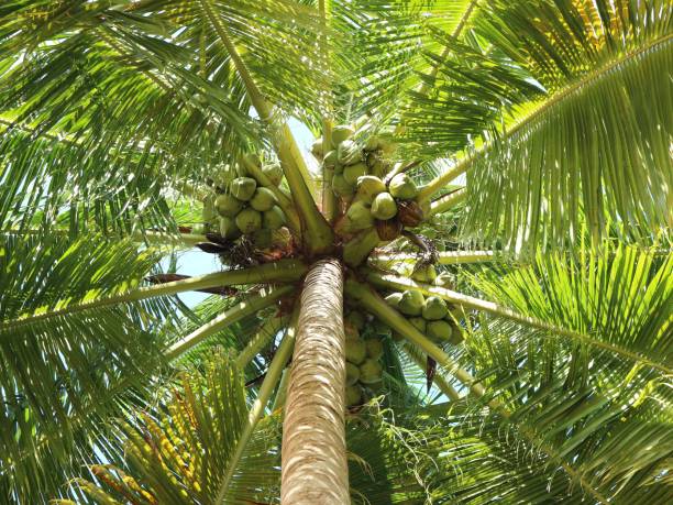 istock Photo of coconut tree with fruit 1385982546