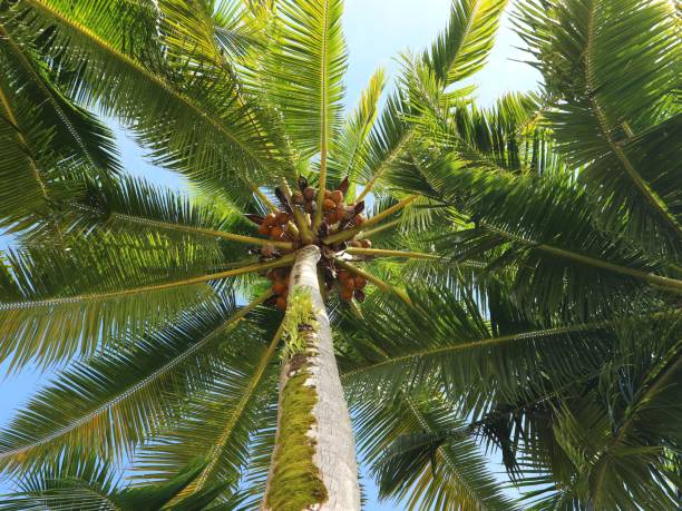 istock Photo of coconut tree with fruit 1385982561