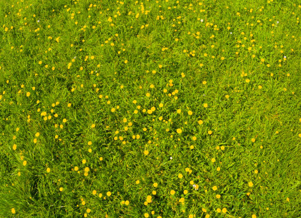 istock Yellow dandelions on green grass. Summer. 1385982663