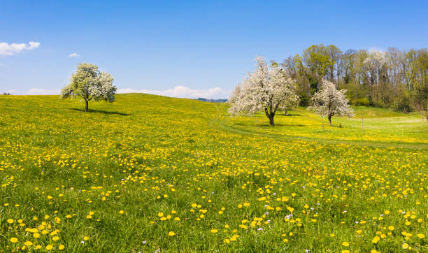 istock Panorama of spring nature in Switzerland. 1385982665