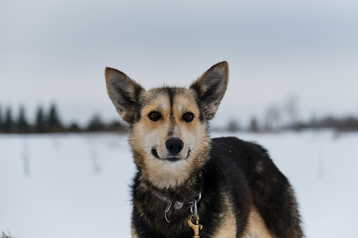 Black haired half breed with funny big ears looks ahead with beautiful intelligent brown eyes. Portrait of northern sled dog Alaskan Husky in winter outside in snow.