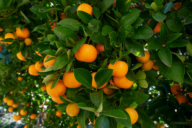 istock Calamondin fresh fruit on the plant 1385983999