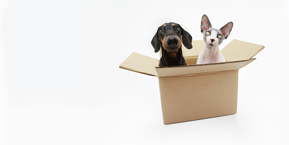 Portrait funny pets box. Sphynx cat and dachshund dog. Isolated on white background