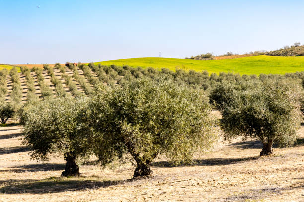 Expanse of hills dotted with olive trees with mountains in background in the Andalusia hinterland
