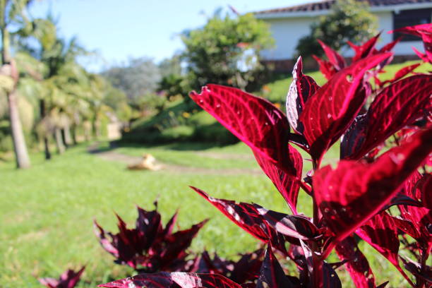 Closeup of a red plant wth a view of a land