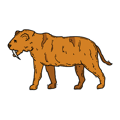 Saber-toothed tiger Machairodontinae prehistoric animal, Smilodon cat in the Stone Age vector brown illustration in doodle sketch style.