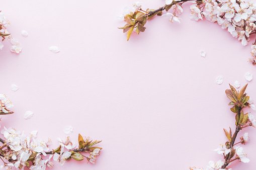 Cherry tree blossom. April floral nature and spring sakura blossom on soft pink background. Banner for 8 march, Happy Easter with place for text. Springtime concept. Top view. Flat lay