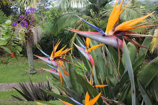 Ave del Paraiso (Paradice Bird) flower in Colombia with no people