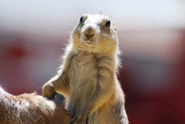 Really cute prairie dog with buck teeth.