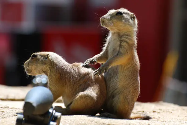 Prairie dog pair standing near a cannon.