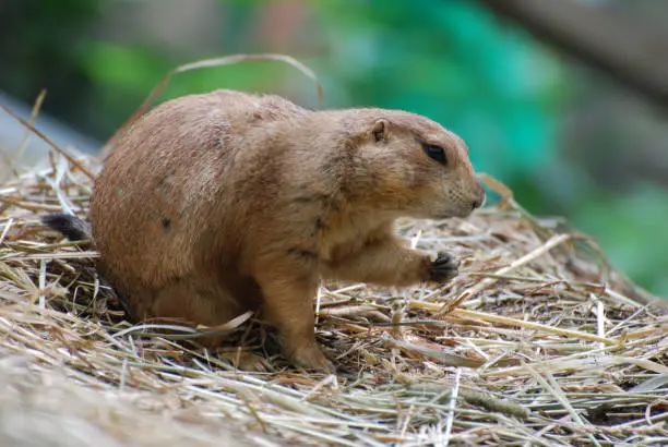 Cute prairie dog snacking on crumbs while he is sitting on hay.