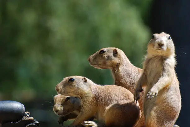 Cute group of black-tailed prairie dogs all together.