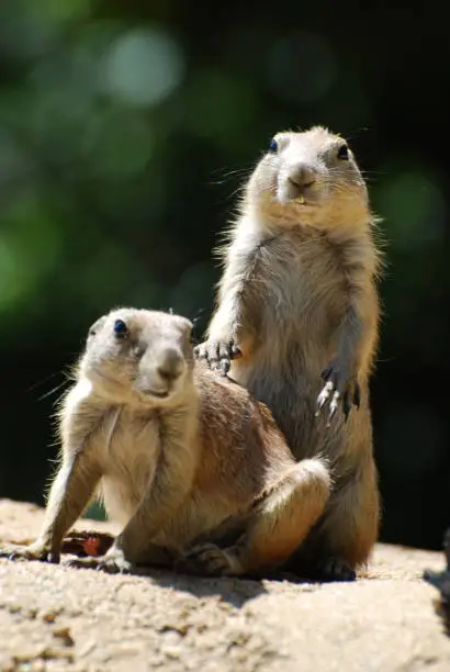 Adorable pair of black tailed prairie dogs.