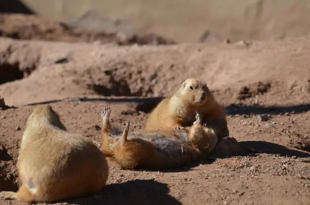 Cute prairie dog performing cpr on another prairie dog on his back.