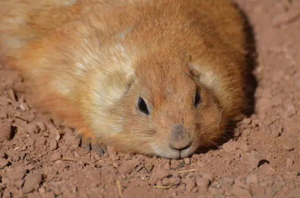 Adorable chubby prairie dog resting in a pile of dirt.