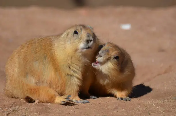 Great look at a prairie dog biting at his friend.