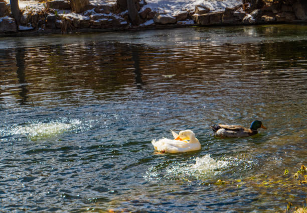 two ducks enjoying the bubbles in a pond in winter