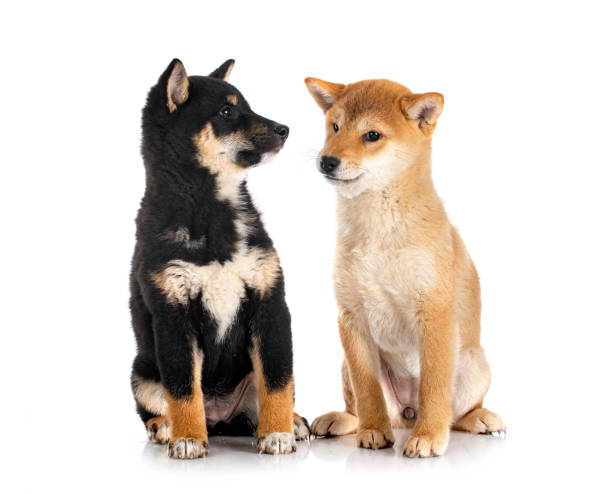 110+ Shiba Inu Black And Tan Stock Photos, Pictures & Royalty-Free Images -  Istock