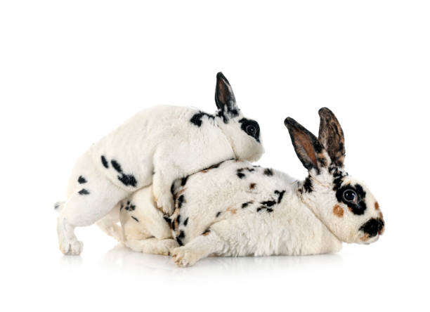 lapins rex en studio - dalmatian rabbit photos et images de collection