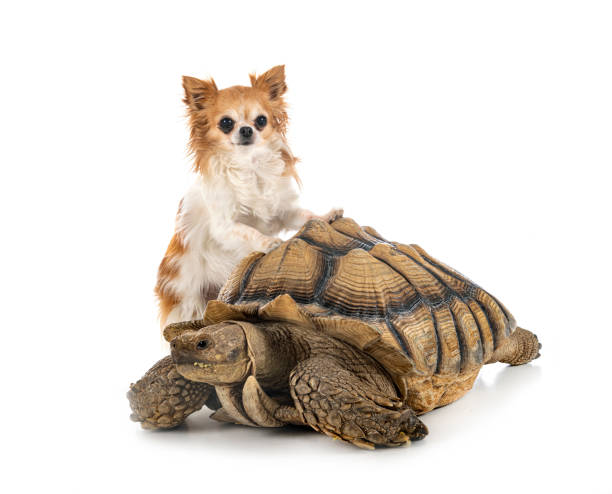 istock African spurred tortoise and chihuahua in studio 1385994757
