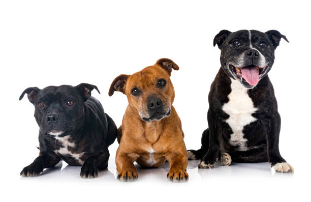 istock staffordshire bull terriers 1385994864
