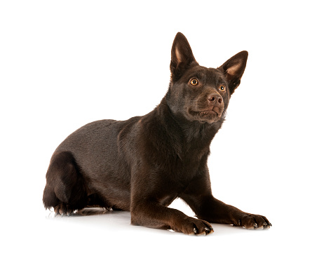 Australian Kelpie in front of white background