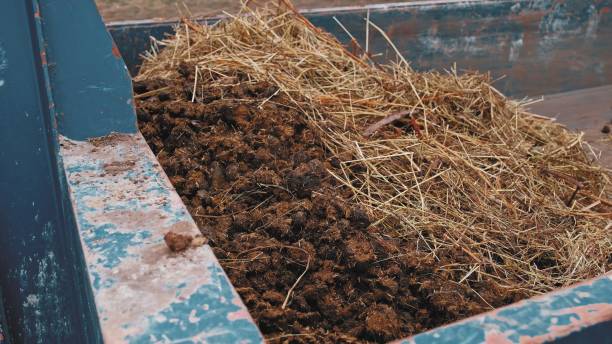 金属容器のパドックによって投棄された厩舎からの馬の肥料の山 - horse dung ストックフォトと画像