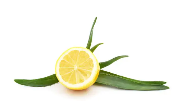 Photo of Green aloe plant with lemon.